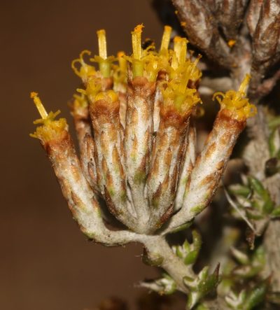 Metalasia octoflora, photographed by Brian du Preez