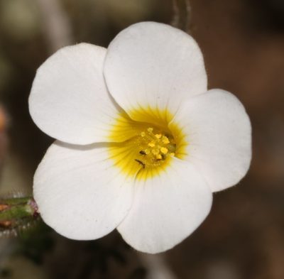 Oxalis viscosa, photographed by Brian du Preez