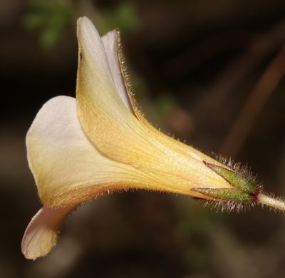 Oxalis viscosa, photographed by Brian du Preez