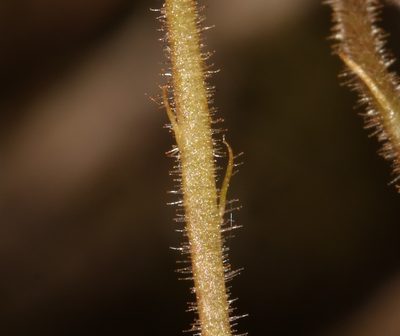 Oxalis viscosa, photographed by Brian du Preez
