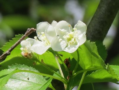 Crataegus phaenopyrum, photographed by Adam Kranz