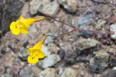 Erythranthe nudata, photographed by Ken-ichi Ueda