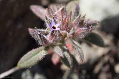 Collomia diversifolia, photographed by Ken-ichi Ueda