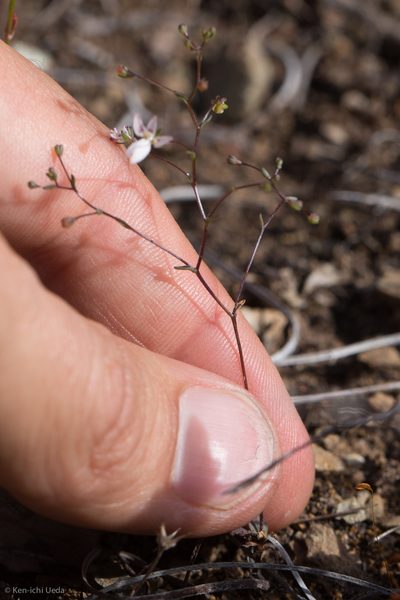 Nemacladus montanus, photographed by Ken-ichi Ueda
