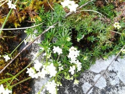 Galium sterneri, photographed by Rachel Webster