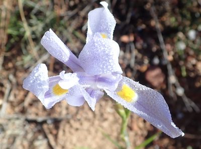 Moraea polystachya, photographed by Nicola van Berkel