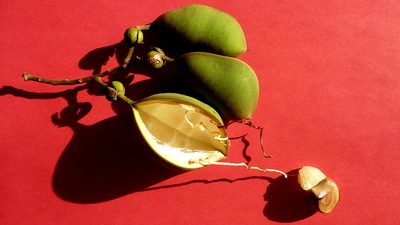 Swartzia polita, photographed by russiannaturalistbrazil