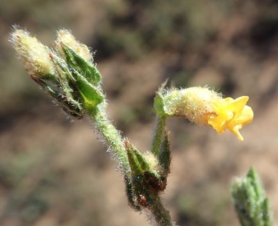 Hermannia stipulacea, photographed by Nicola van Berkel