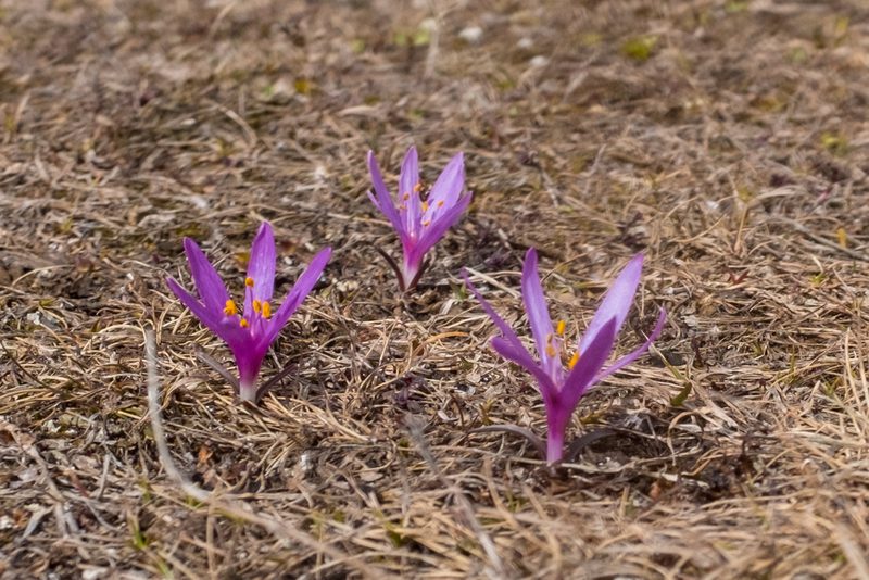 Colchicum trigynum, photographed by Pavel Odinev