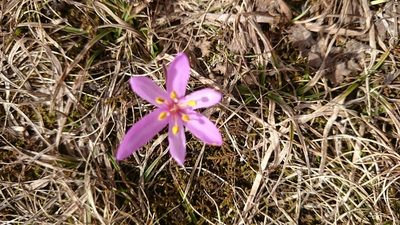 Colchicum trigynum, photographed by Pavel Odinev