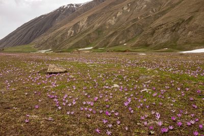 Colchicum trigynum, photographed by Pavel Odinev