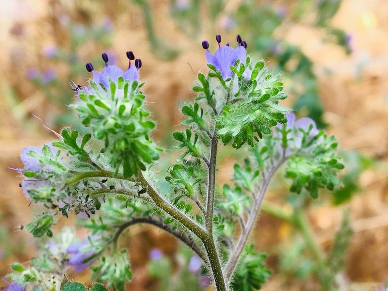 Phacelia floribunda, photographed by Vincent Weber