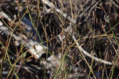 Trachyandra revoluta, photographed by Tony Rebelo