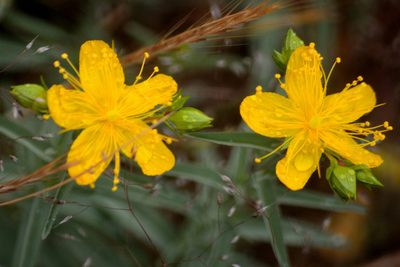 Hypericum concinnum, photographed by tomhilton