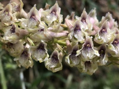 Delphinium californicum, photographed by rappman