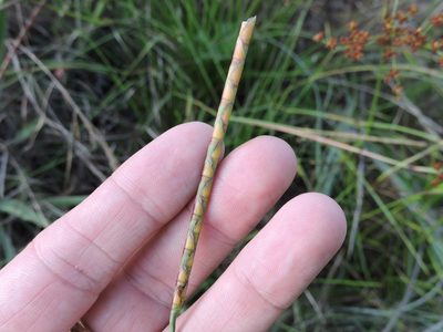 Rottboellia campestris, photographed by Sam Kieschnick