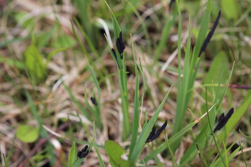 Carex atratiformis, photographed by Rob Foster