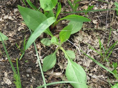 Helianthus occidentalis, photographed by Katie Kucera