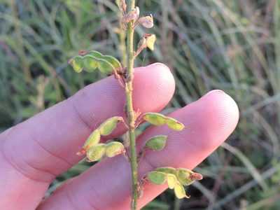 Desmodium sessilifolium, photographed by Sam Kieschnick