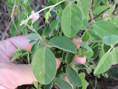 Galactia volubilis, photographed by Sam Kieschnick