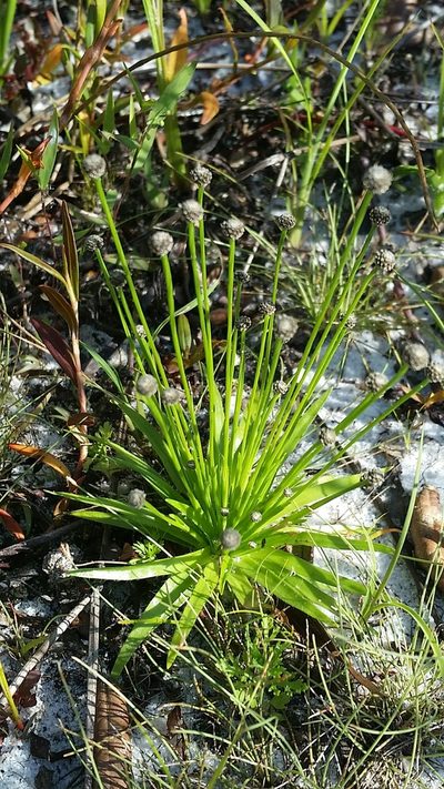 Paepalanthus engleri, photographed by Jay Horn