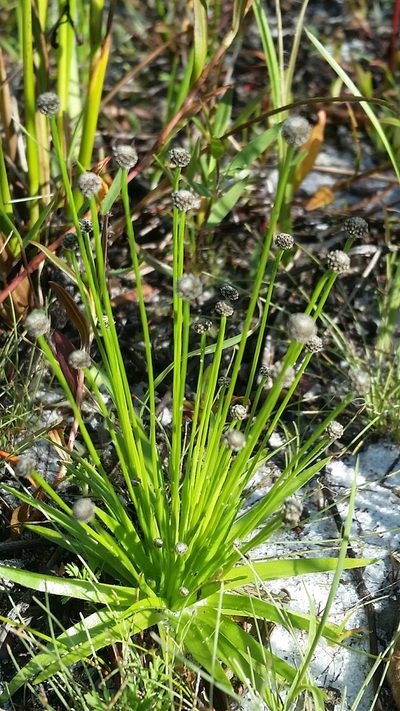 Paepalanthus engleri, photographed by Jay Horn