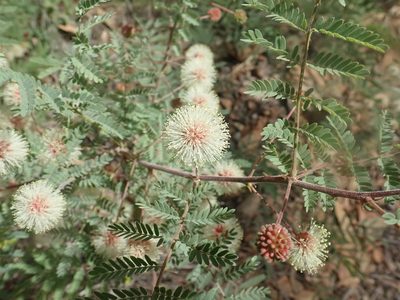 Mimosa grahamii, photographed by Stan Rullman