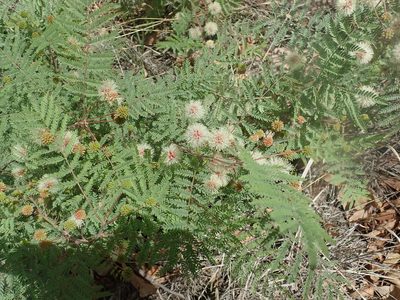 Mimosa grahamii, photographed by Stan Rullman