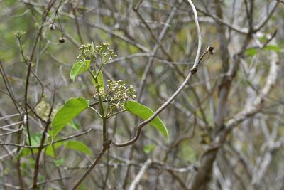 Ruehssia mexicana, photographed by Neptalí Ramírez Marcial