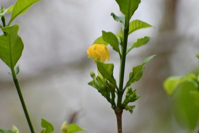 Tabernaemontana hannae, photographed by Neptalí Ramírez Marcial