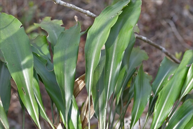 Pitcairnia chiapensis, photographed by Neptalí Ramírez Marcial