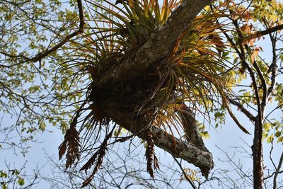 Tillandsia zoquensis, photographed by Neptalí Ramírez Marcial