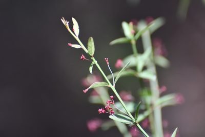 Crossopetalum uragoga, photographed by Neptalí Ramírez Marcial