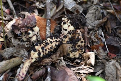 Bdallophytum oxylepis, photographed by Neptalí Ramírez Marcial