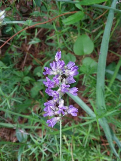 Orbexilum simplex, photographed by Will McFarland
