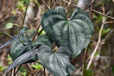 Dioscorea cyanisticta, photographed by Neptalí Ramírez Marcial