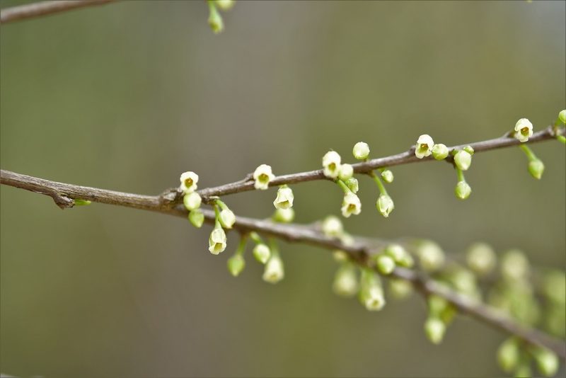 Erythroxylum guatemalense, photographed by Neptalí Ramírez Marcial
