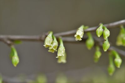 Erythroxylum guatemalense, photographed by Neptalí Ramírez Marcial