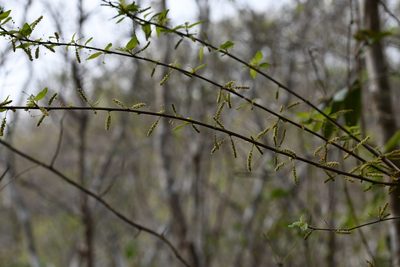Acalypha leptopoda, photographed by Neptalí Ramírez Marcial