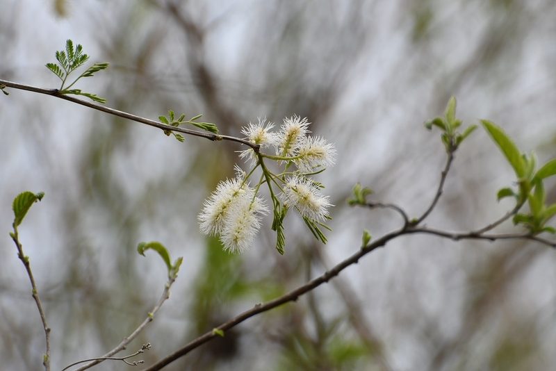 Mimosa platycarpa, photographed by Neptalí Ramírez Marcial