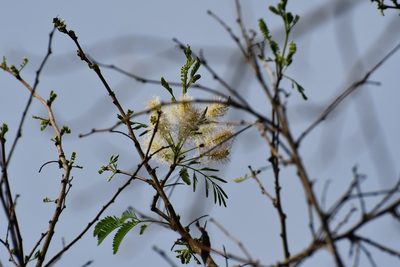 Mimosa platycarpa, photographed by Neptalí Ramírez Marcial