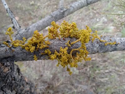 Arceuthobium americanum, photographed by Rafael Medina