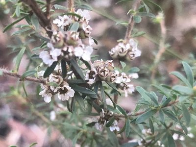 Taxandria parviceps, photographed by Ann Bentley