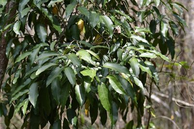 Hyperbaena mexicana, photographed by Neptalí Ramírez Marcial