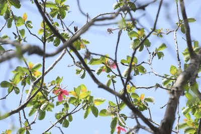 Hauya elegans, photographed by Neptalí Ramírez Marcial