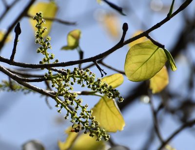 Coccoloba acapulcensis, photographed by Neptalí Ramírez Marcial