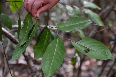 Prunus salasii, photographed by Neptalí Ramírez Marcial