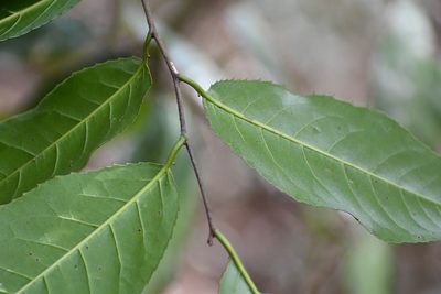Prunus salasii, photographed by Neptalí Ramírez Marcial