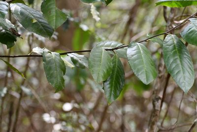 Prunus salasii, photographed by Neptalí Ramírez Marcial