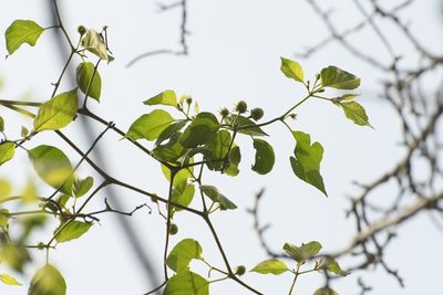 Lycianthes scandens, photographed by Neptalí Ramírez Marcial